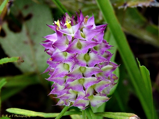 {Polygala cruciata}